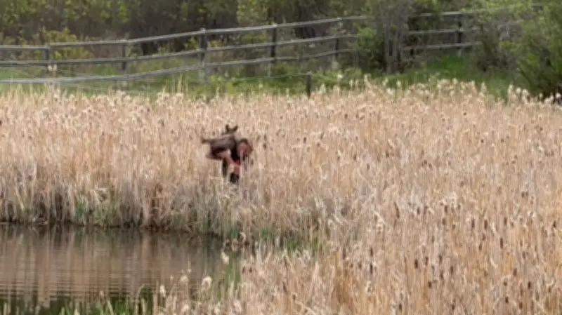 Baby Moose Rescued from Pond Near Calgary in Heartwarming Operation