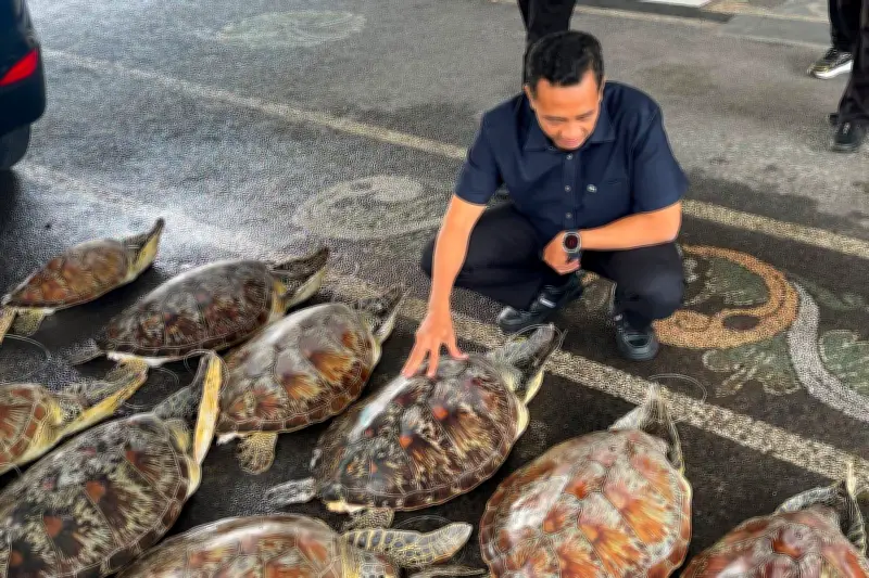 Bali Police Foil Green Sea Turtle Trafficking, Arrest Suspect