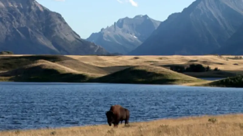 Banff Bison Herd Grows as Alberta Refuses to Classify Them as Wildlife