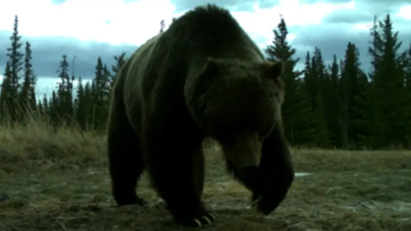 Banff's Legendary Grizzly 'The Boss' Sheds Tracking Collar