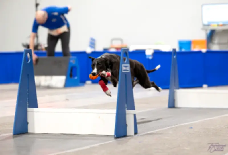 Barrie News: Canadian Flyball Team Represents at FOWC Championship