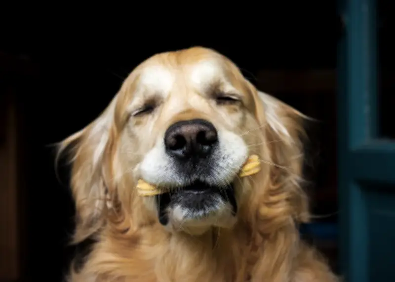Barrie Pet Food Donations Urgently Needed Amidst Crisis