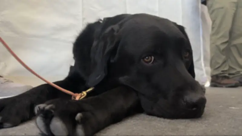 BC & Alberta Guide Dogs Open First-of-Its-Kind Facility in Delta