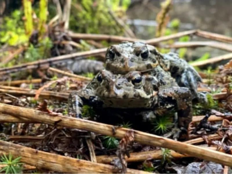 BC Amphibians Relocated for Development, Survival Untracked: Study
