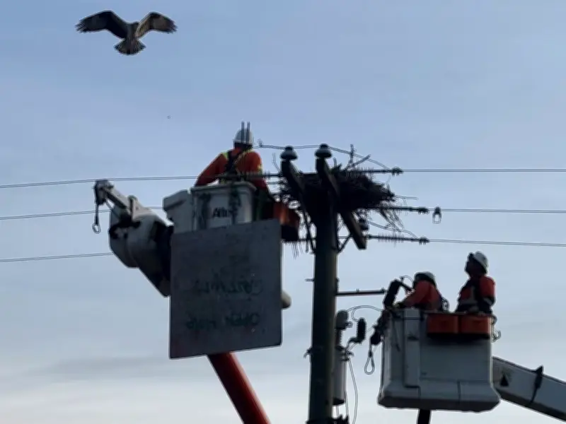 B.C. Hydro Relocates Osprey Nests from Power Poles to Prevent Hazards