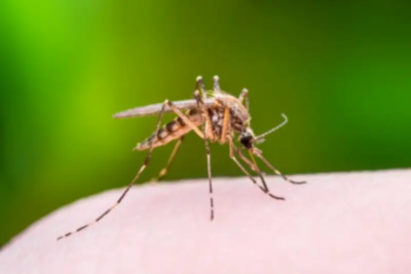 B.C. Mosquito Hunters to Test Bugs for Viruses This Season