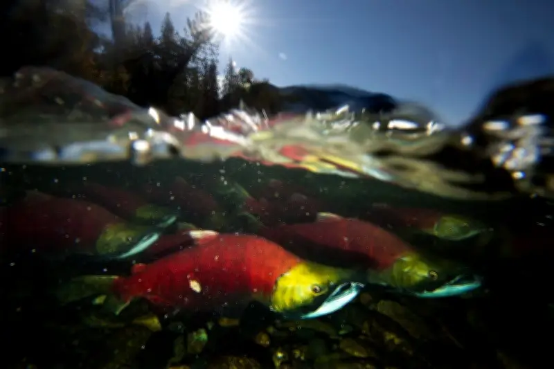 B.C. Salmon Face Higher Heat Risk Than Previously Thought: UBC Study