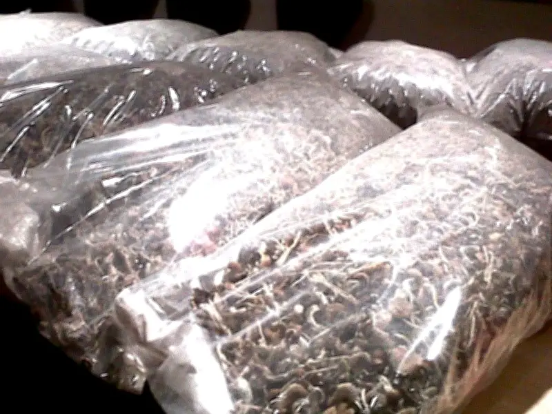 B.C. seeks to seize $12K linked to cannabis, magic mushroom trafficking