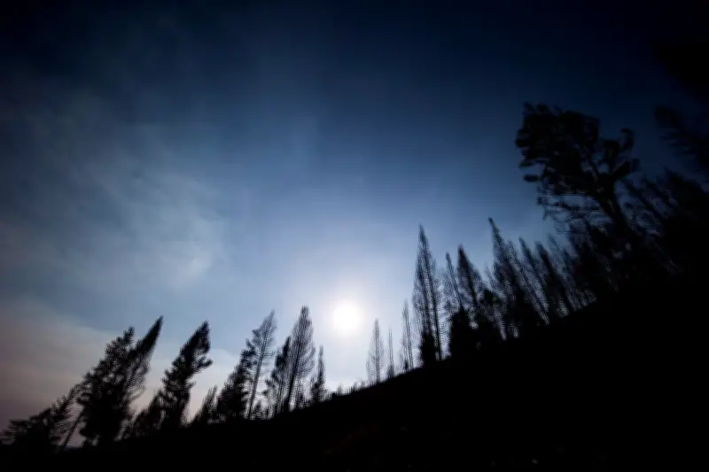 B.C. Snowpack Far Below Normal Ahead of Wildfire Season