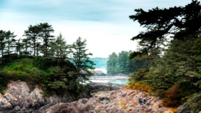 B.C. Unveils Major Reforestation Plan: 54M Trees by 2027