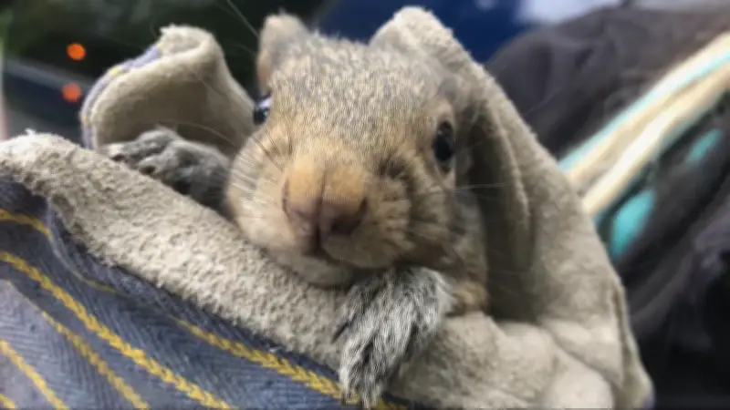B.C. Woman's Squirrel Discovery Leads to Heartwarming Reunion