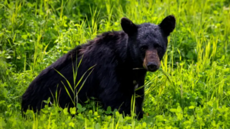 Bear Enters Tent in Banff National Park: Warning Issued