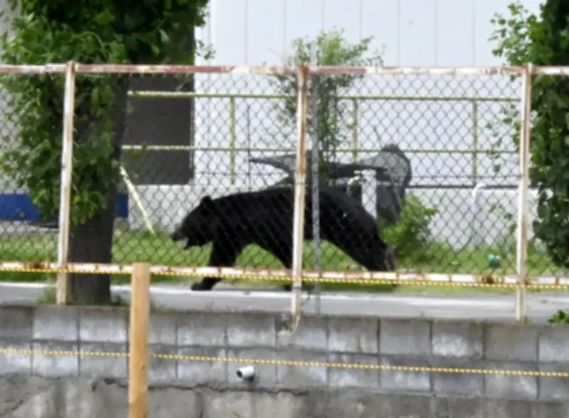 Bear Injures 4 in Japan Residential Area as Annual Attacks Rise