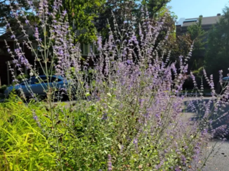 Beat the Heat: Best Plants for Hot, Dry Summers in Canada