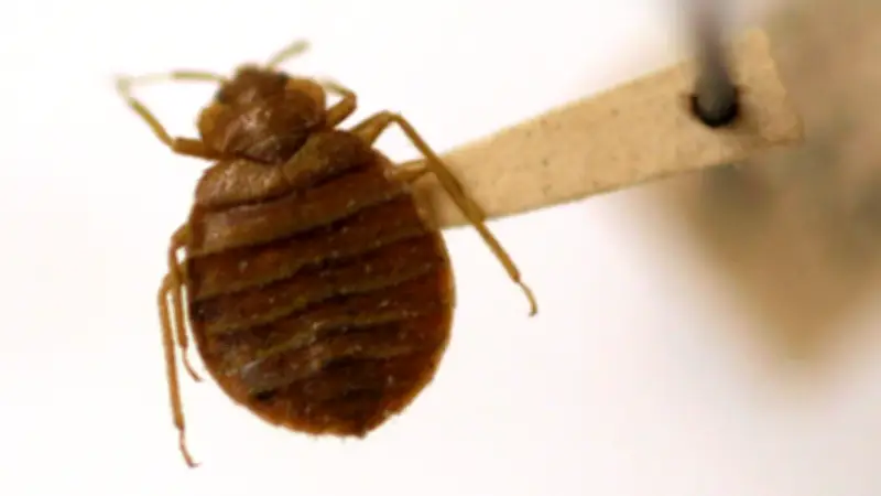 Bedbugs Infest USDA Pest-Control Agency After Mass Layoffs