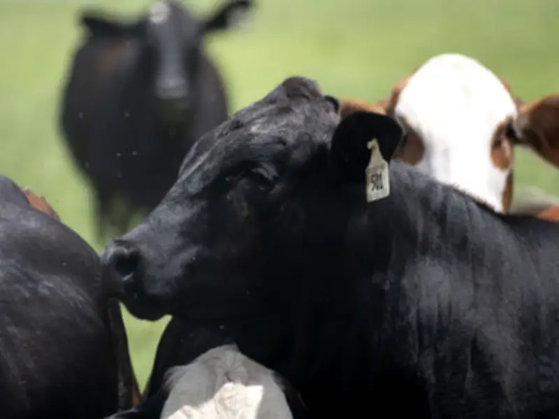 Beef Prices Hit Record in May as Screwworm Threat Looms Over Supply
