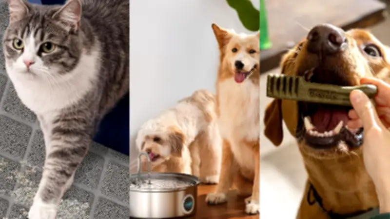 Best Amazon Prime Day Pet Deals 2026: Save on Top Products