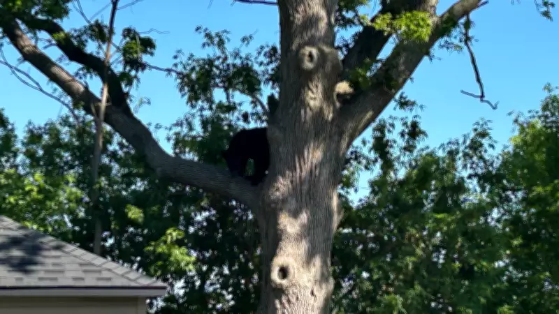 Black Bear Spotted in Tree in Richmond Neighbourhood Backyard