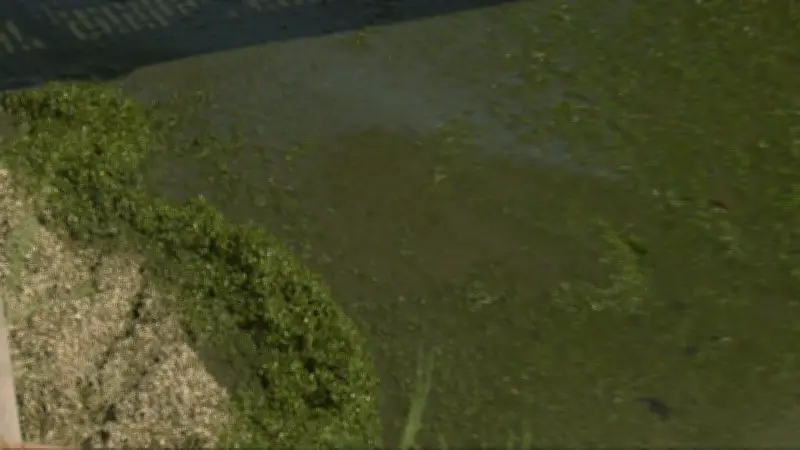 Blue-Green Algae Warning Issued for Alberta's Lac Ste. Anne