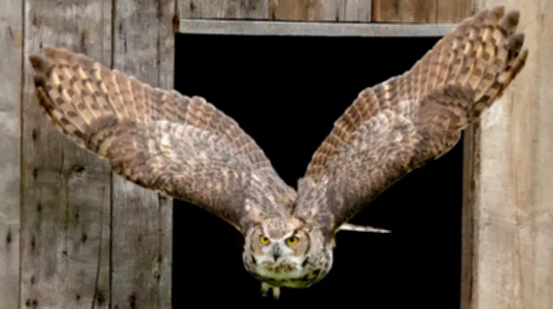 Caledon Seeks Official Bird After Receiving 'Bird Friendly' Certification