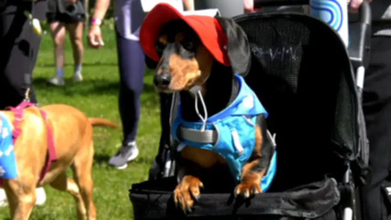 Calgary Humane Society Dog Jog Draws 800 Dogs to North Glenmore Park