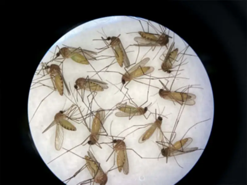 Calgary Mosquito Season Prep: What to Know After Rain