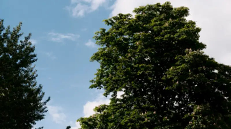 Calgary Park to Get 1,400 New Trees in Urban Canopy Push