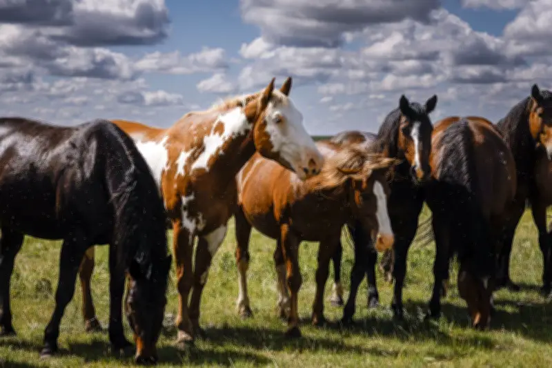 Calgary Stampede Ranch Breeds Generations of Bucking Horses