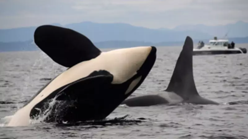 Canada Invests $258M to Expand Whale Protections Off B.C. Coast