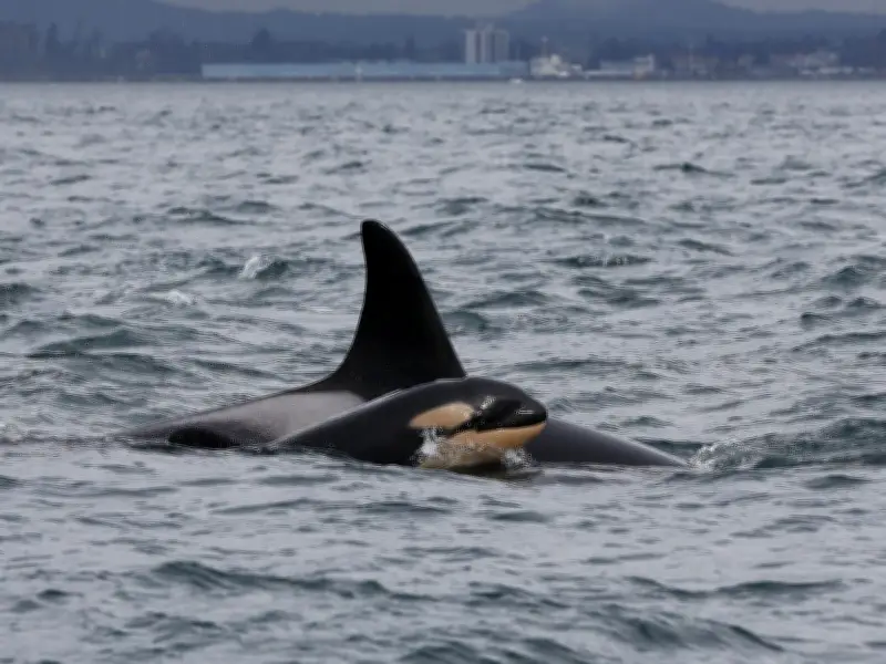 Canada May Weaken Species at Risk Act, Threatening Killer Whales