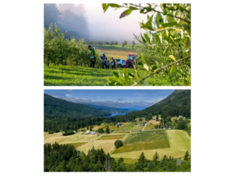 Canada's Only Commercial Olive Farm to Be Sold Online August 12