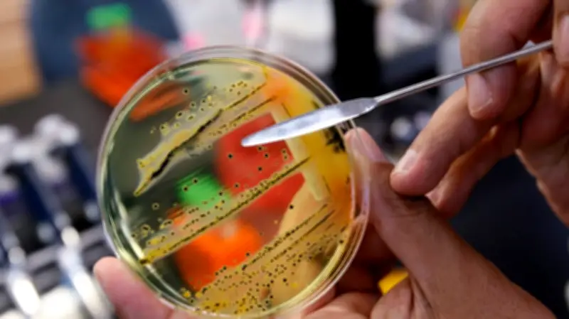 Canadian-led team discovers new antibiotic 'manikomycin' from old bacterium