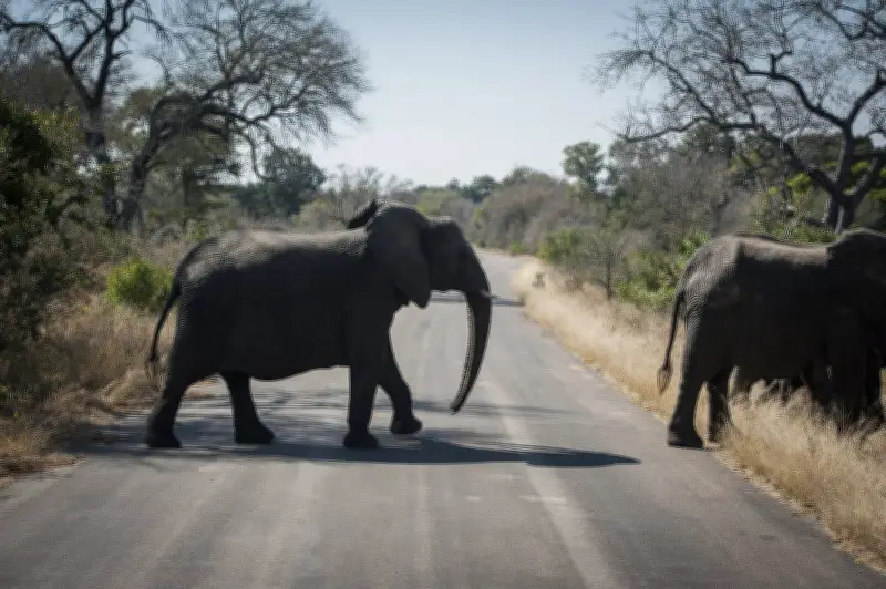 Canadian Tourist Fatally Shot at South Africa Wildlife Park in Apparent Accident