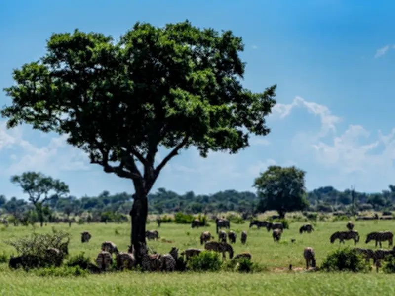 Canadian Tourist Killed in Accidental Shooting at South African National Park