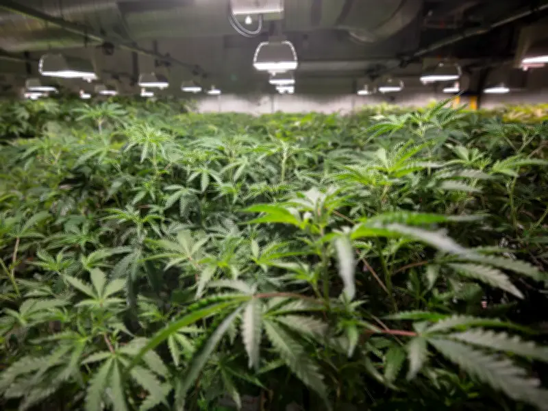 Cannabis Council suspends advocacy as producers lose faith in Ottawa