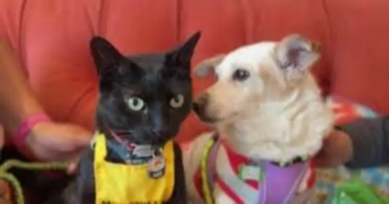 Cat at Muttville Shelter Helps Dogs Get Adopted