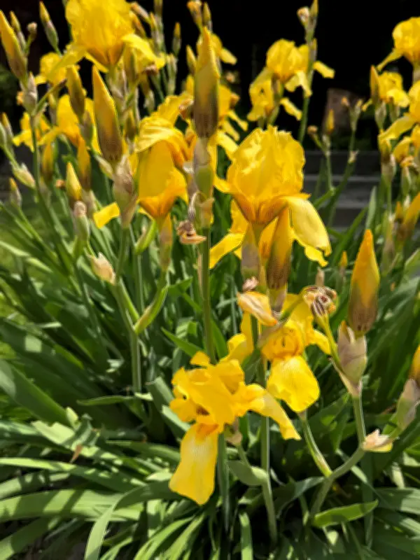 City Gardener: The Goddess of the Rainbow Returns with Irises in Full Bloom