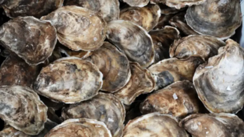 Climate Change Bringing Oyster Bacteria to Atlantic Canada: Study