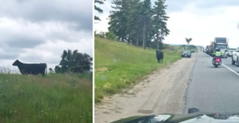 Cow causes massive traffic jam on Highway 400 in Barrie