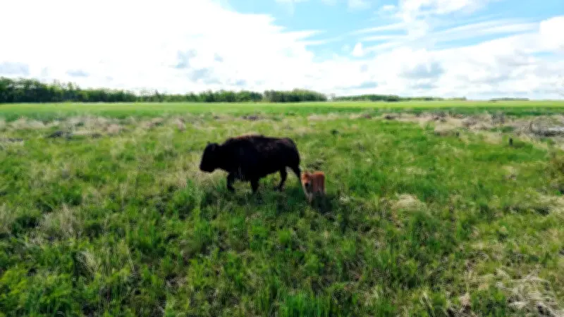 Cowessess First Nation Welcomes First Buffalo Calf in Historic Return