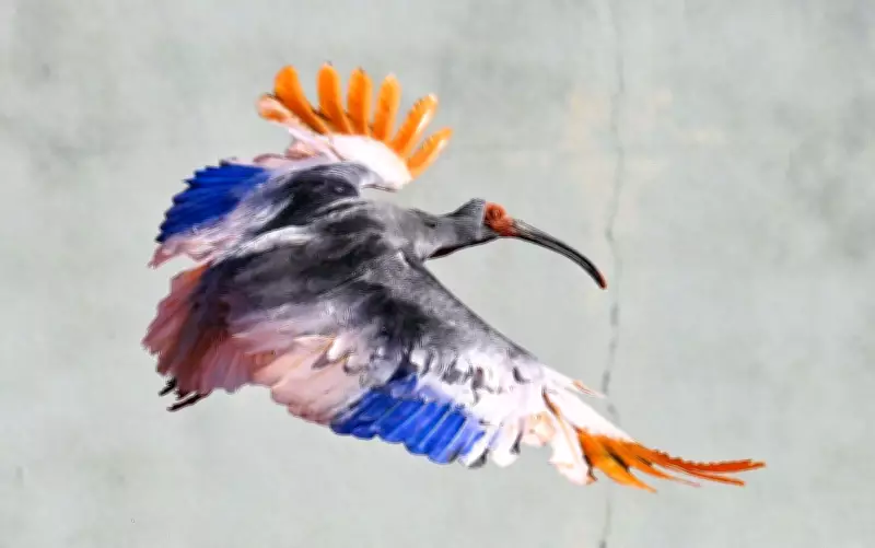 Crested Ibises Released in Japan Decades After Extinction