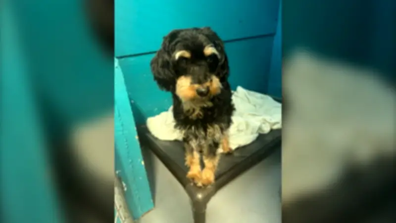 Cross-Country Pet Mystery Ends After Vancouver Island Arrest