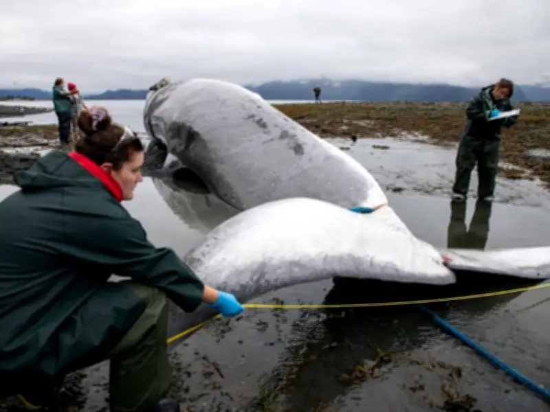 Cruise Ship Docks in Alaska with Dead Endangered Fin Whale on Bow