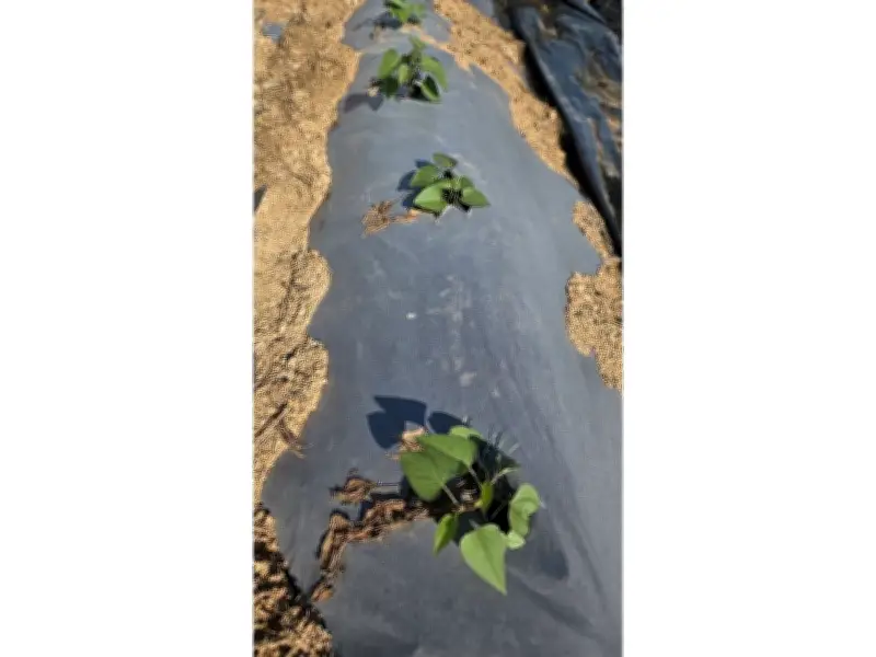 CTK Bio Canada Launches Home Compostable Paper Mulch Film for Agriculture