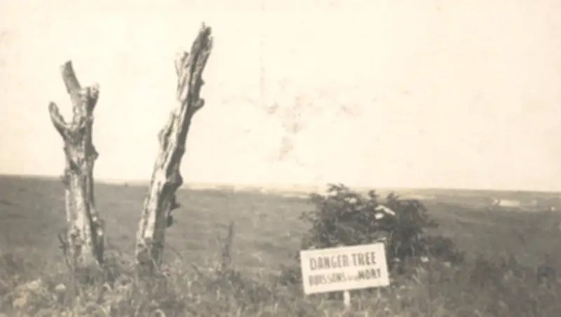 Danger Tree Installation in France Marks Newfoundland Regiment Loss