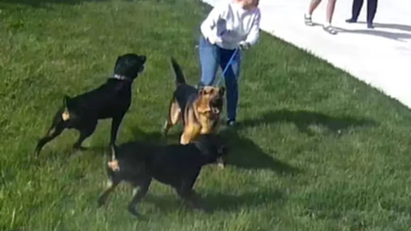 Dangerous Dog Committee Upholds Muzzle Order for Rottweiler in Amherstburg Attack