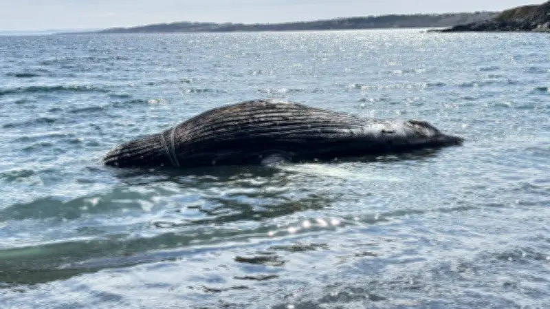Dead Humpback Whale Entangled in Rope Washes Ashore in Eastern Newfoundland