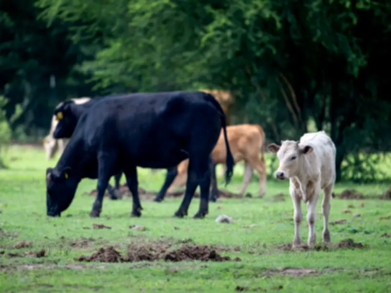 Deadly screwworm parasite found in U.S. threatens cattle herd amid supply crisis