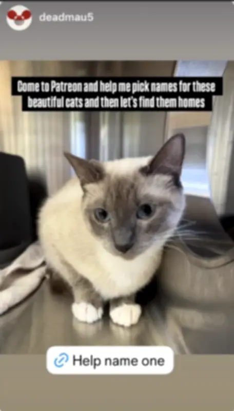 Deadmau5 Donates $30K for Medical Care of 36 Rescued Cats at Oakville Shelter