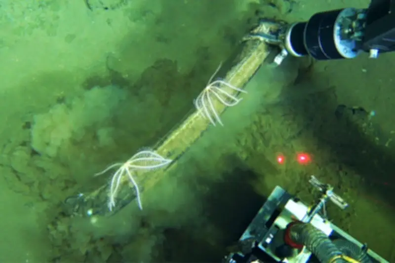 Deep-Sea Whale Graveyard Discovered Teeming with Life
